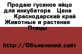 Продаю гусиное яйцо для инкубатора › Цена ­ 60 - Краснодарский край Животные и растения » Птицы   